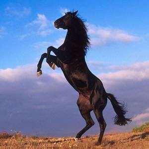 Meet your Posher, Marie